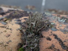 Cladonia glebosa