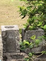 Anolis bimaculatus
