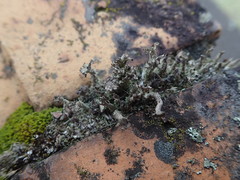 Cladonia glebosa