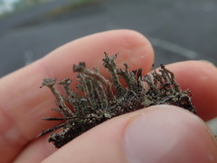 Cladonia glebosa