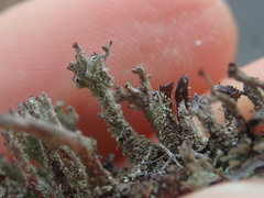 Cladonia glebosa