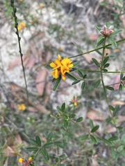 Pultenaea rosmarinifolia