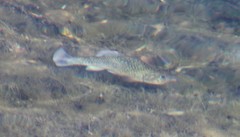 Cyprinodontidae