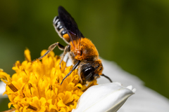 Megachile umbripennis