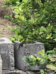 Anolis bimaculatus