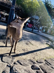 Cervus nippon
