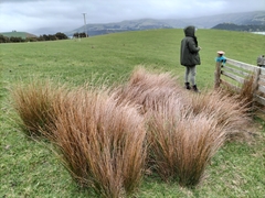 Juncus distegus