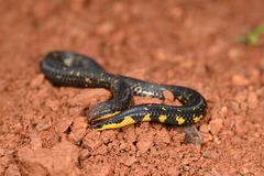 Uropeltis