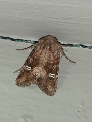 Lacinipolia stricta