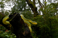Bamboo Viper photo 5