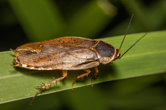 Calolamprodes
