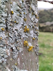 Teloschistes velifer