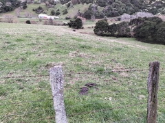 Teloschistes velifer