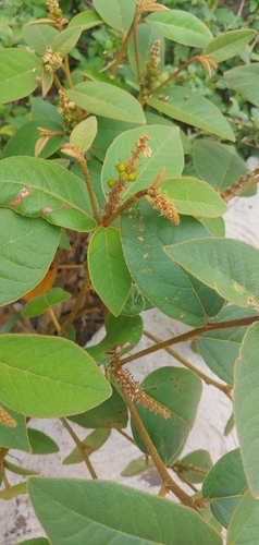 Croton heterochrous