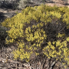 Acacia sclerophylla