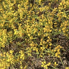 Acacia sclerophylla
