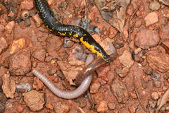 Uropeltidae
