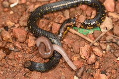 Uropeltidae