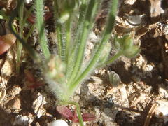 Plantago cafra