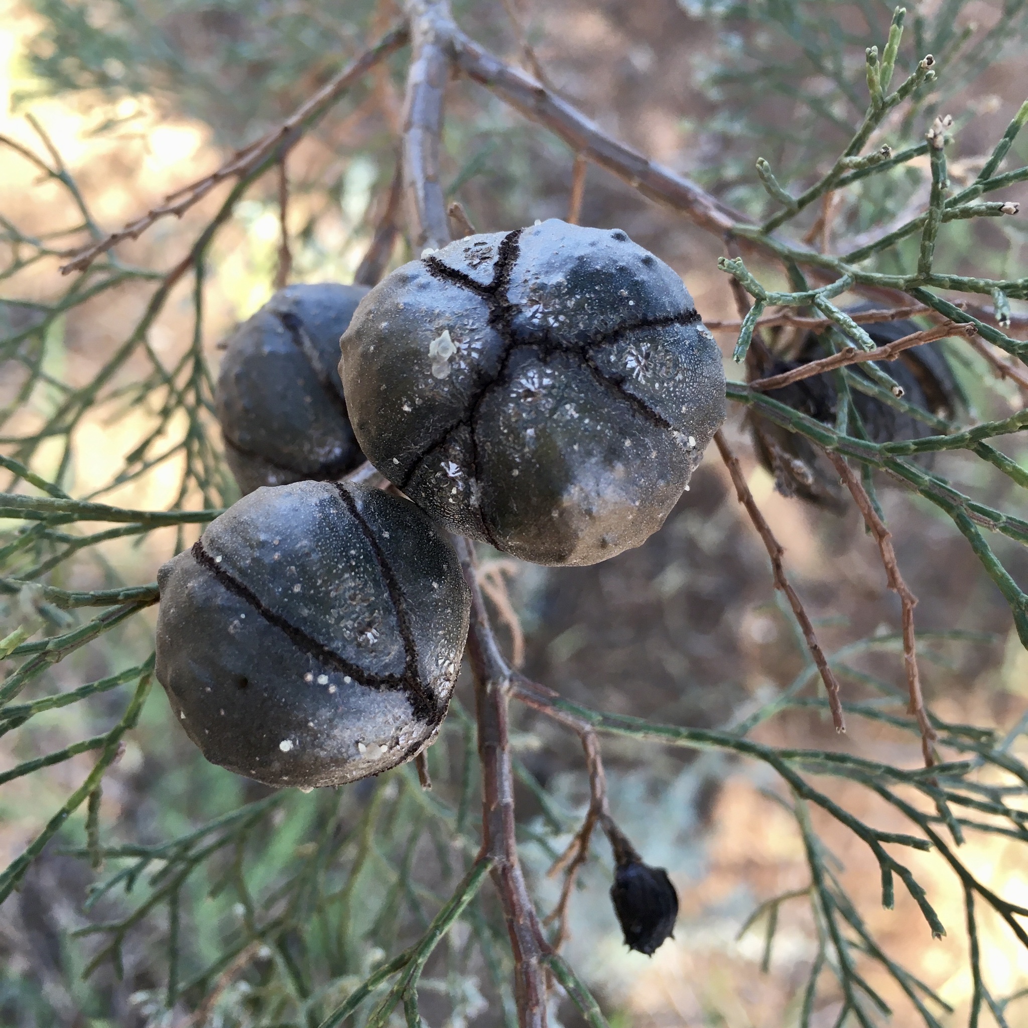 Callitris glaucophylla