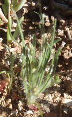 Plantago cafra