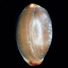 Staphylaea staphylaea