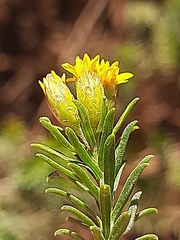 Oedera genistifolia