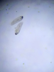 Paramecium