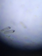Paramecium
