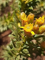 Oedera genistifolia