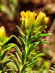 Oedera genistifolia