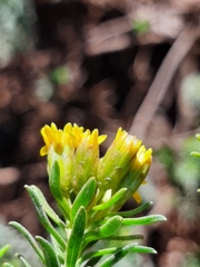Oedera genistifolia