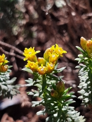 Oedera genistifolia