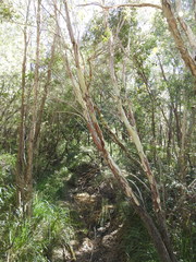 Leptospermum brachyandrum