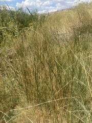 Juncus textilis