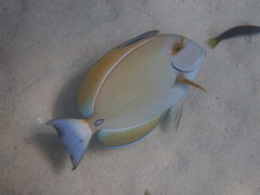 Labroides dimidiatus