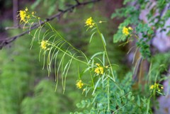 Sisymbrium heteromallum