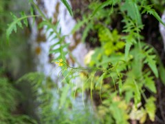 Sisymbrium heteromallum