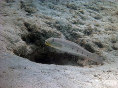 Valenciennea longipinnis