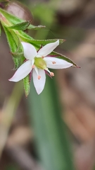 Rhytidosporum
