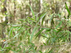 Leptospermum brachyandrum