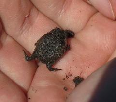 Breviceps namaquensis