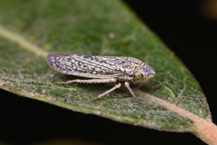 Graphocephala confluens