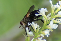 Archytas analis