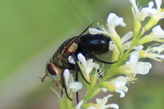 Archytas analis