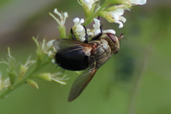 Archytas analis