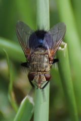 Archytas analis