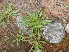Taraxacum ceratophorum