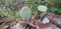 Opuntia decumbens