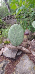 Opuntia decumbens